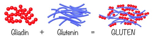 Gluten