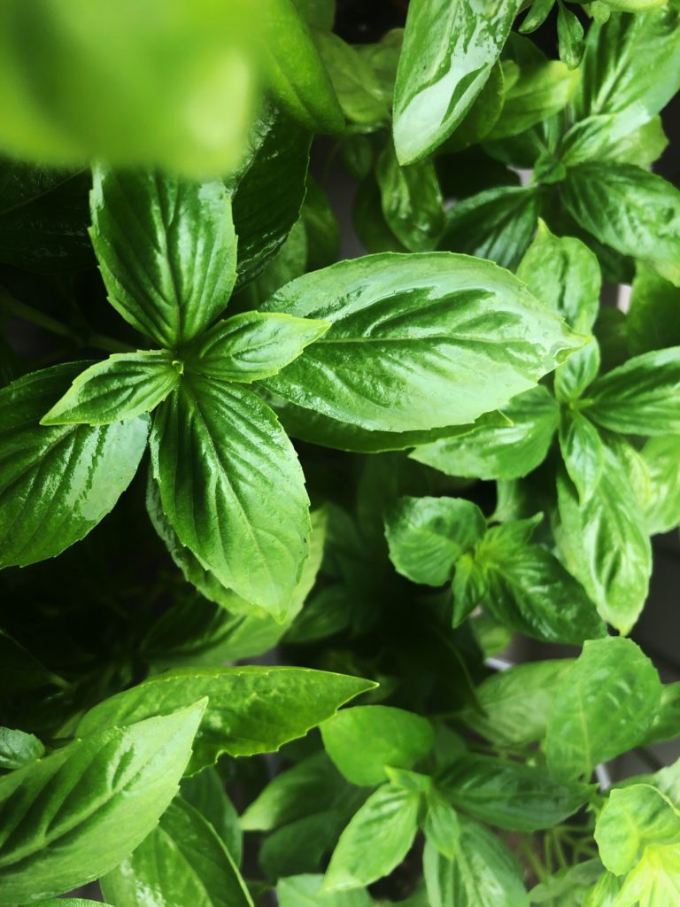 Basil Leave